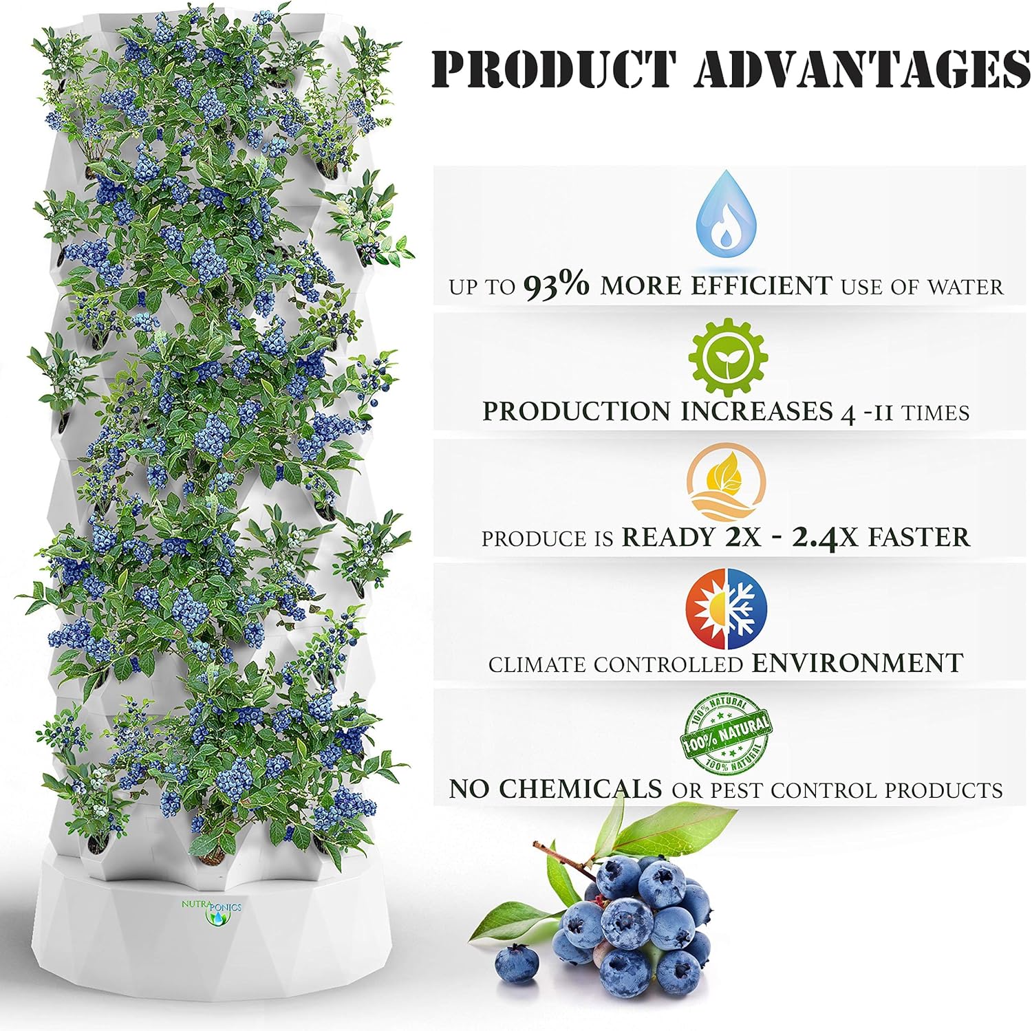 ビナンカズラ 盆栽 小盆栽 太幹 半懸崖 幹模様良 古木 盆栽創 / 小楢